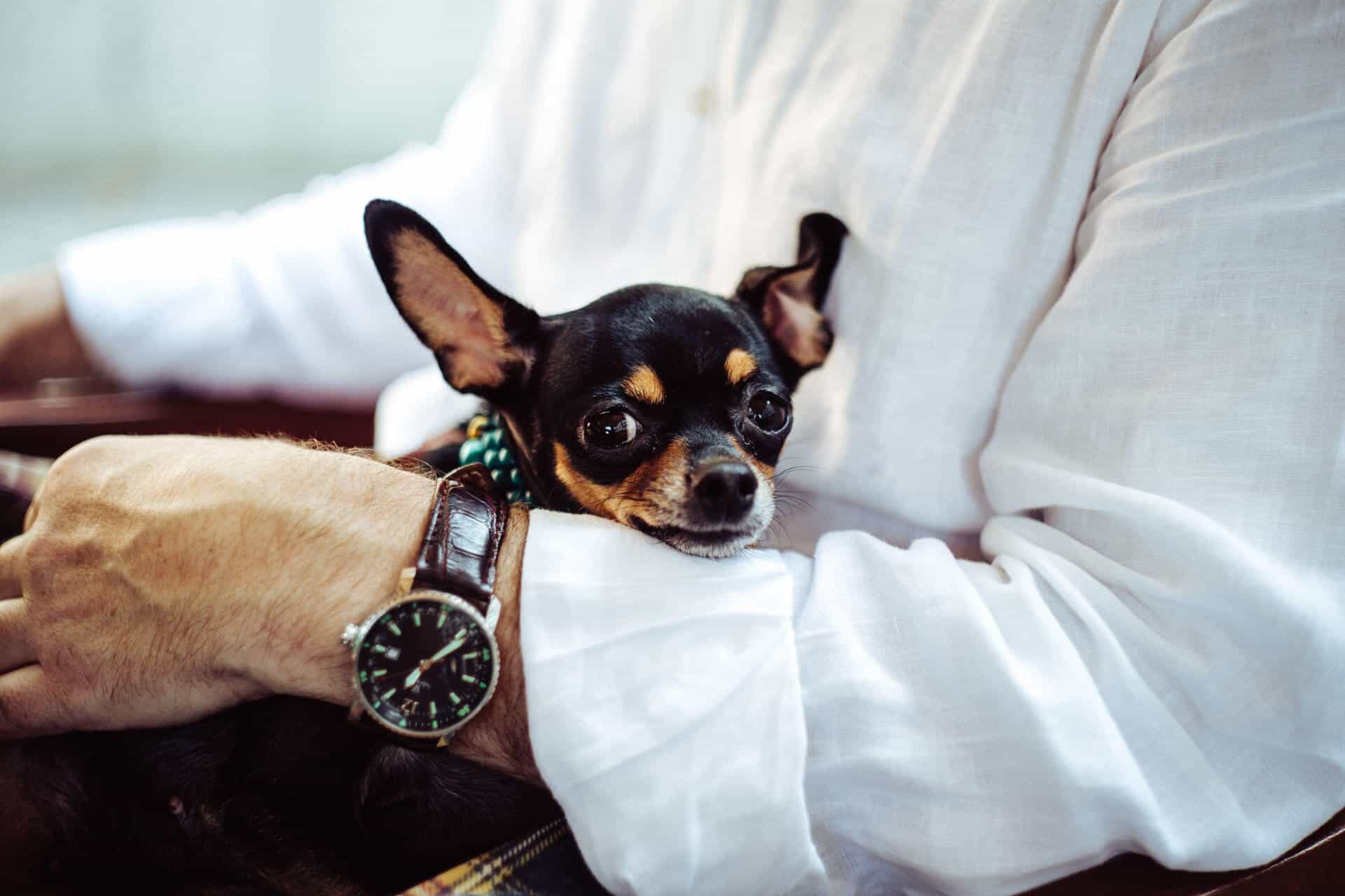 Dog resting on man's arm.(love care connect)petsprose.com