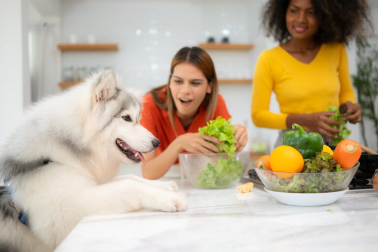 What are the better alternatives than okra for dogs?