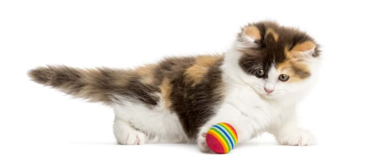 Playfulness in a 4 month old American curl.