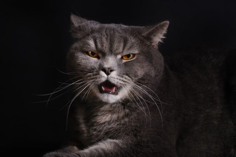 Impacts of hunger on cats.