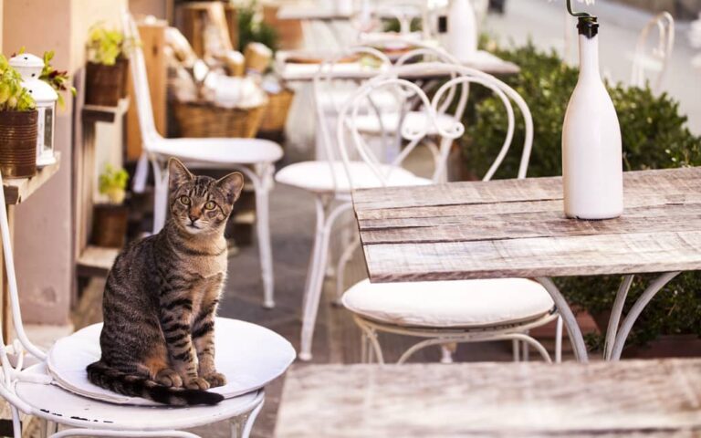 Top 10 best places to travel internationally with a cat