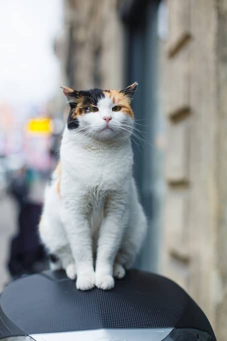 Top 10 places to travel internationally with a cat.