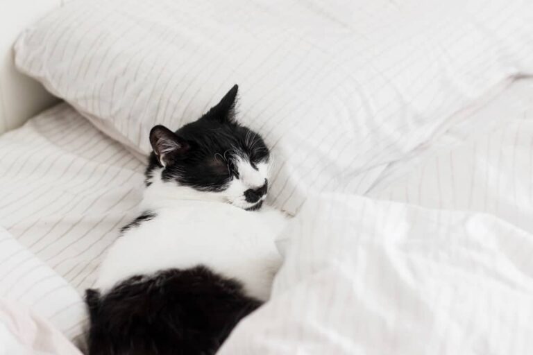 why do cat like pillow? Tips to Encourage Alternative Sleeping Spots