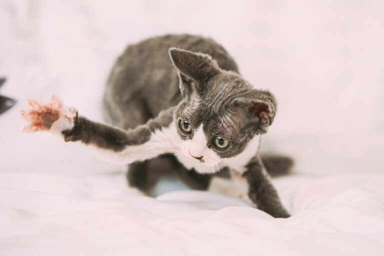 a curious Devon rex cat. are Devon rex cats truly rare?