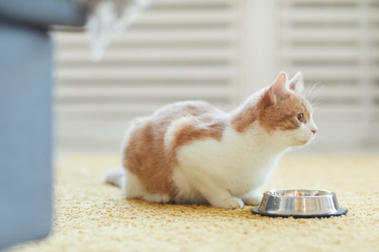 A happy cat eating healthy food.