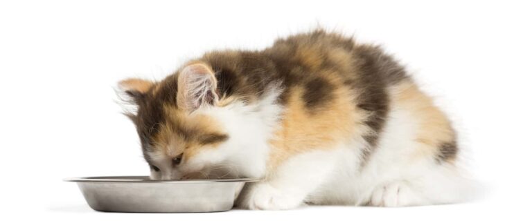 nutrition for 4 month old kitten.