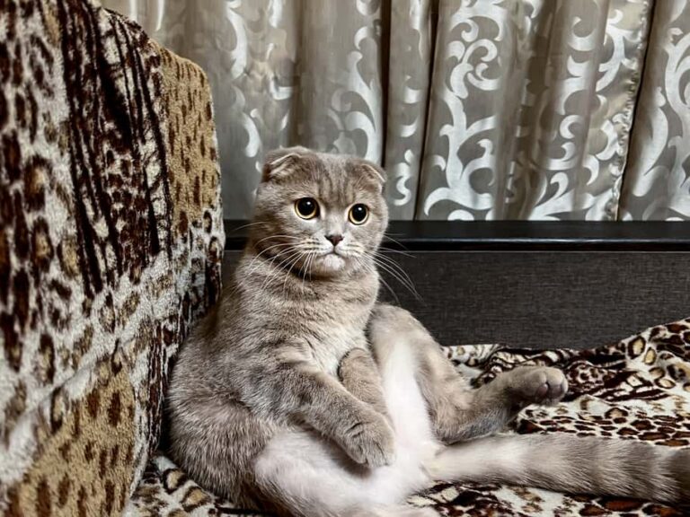 what is normal development in 4 month old kitten.