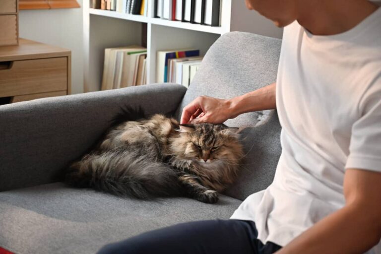 why do cats like pillows? Understanding cat behavior