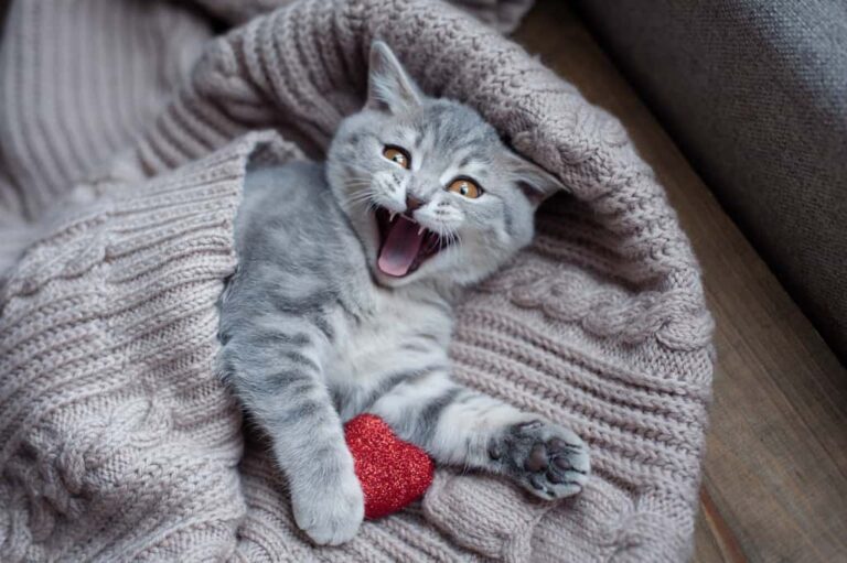 teethning development of 4 month old kitten