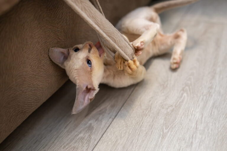 Devon rex cat temperament and personality.