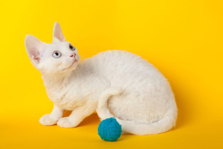 Are Devon rex cats truly rare? exploring the mystery