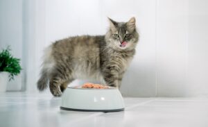 Does a change in cat food change cat behavior