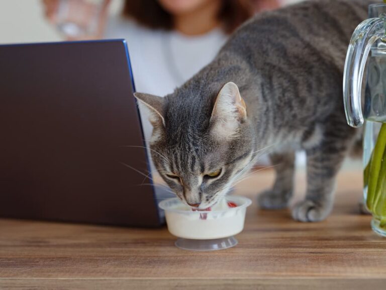 Does a change in cat food change cat behavior and nutritional need of cat.