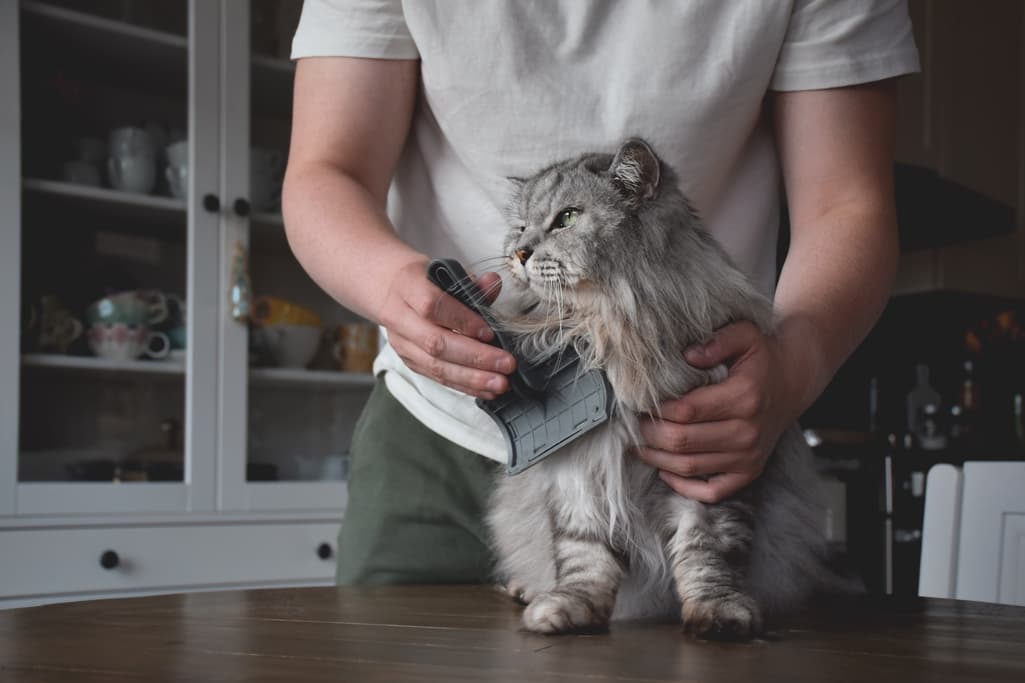 grooming of kitten at home