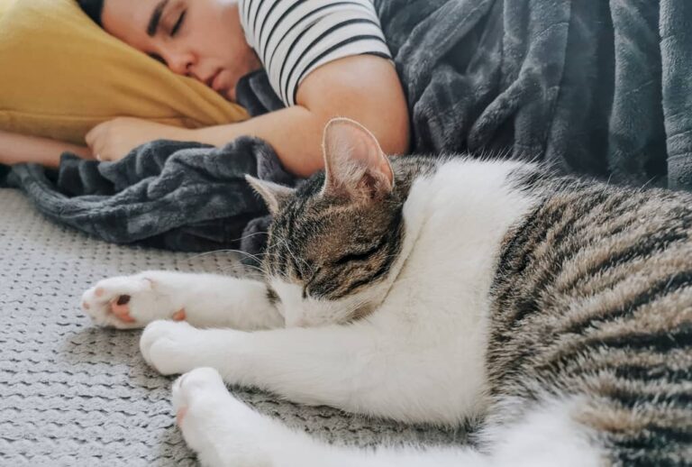 Should you allow your cats to sleep on your pillows?