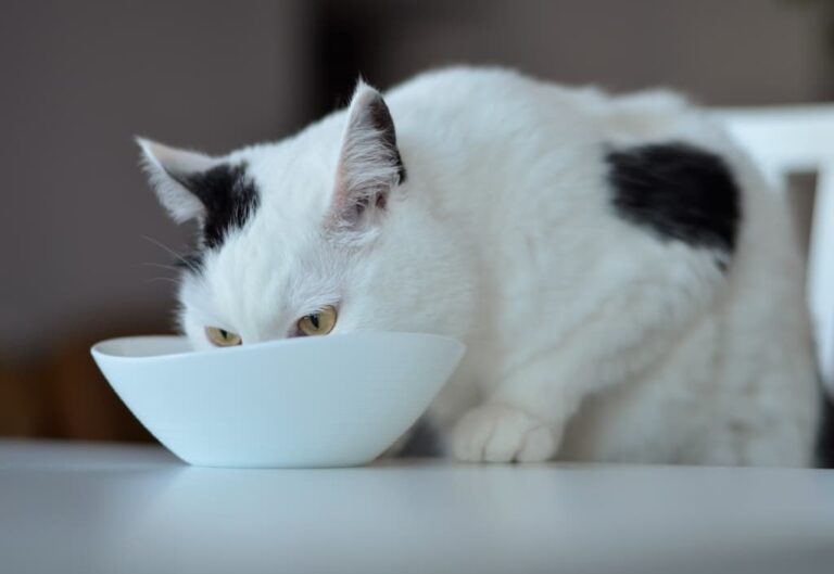 Specific dietary changes in cats diet and their effects.