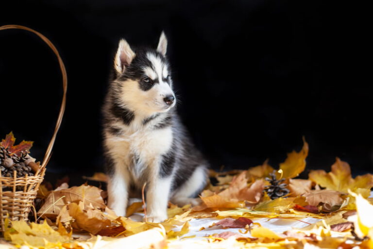 Are treat safe for puppies? treats safe for husky puppies