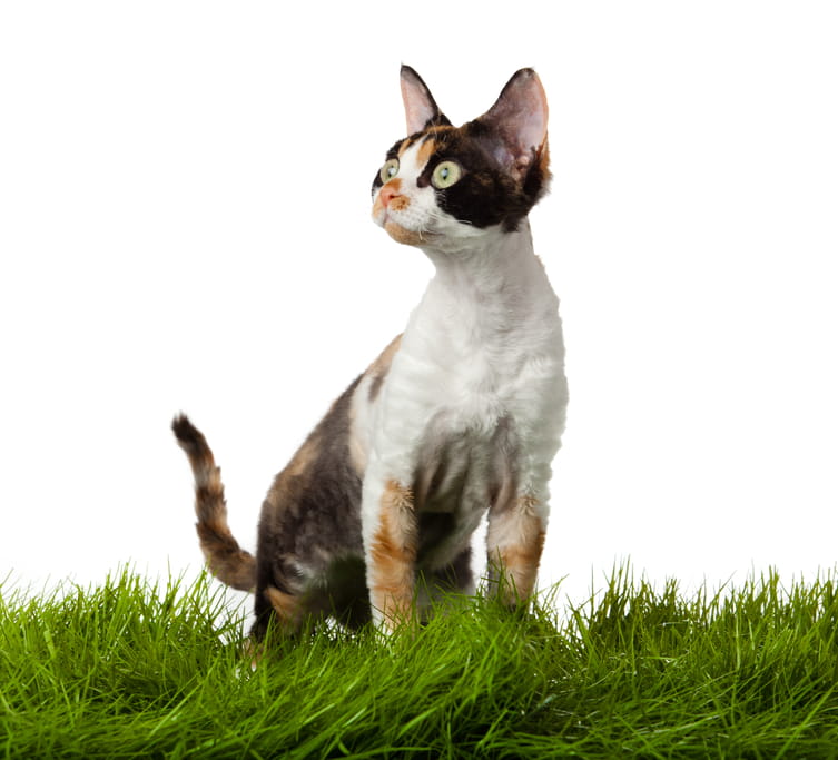 where to find Devon rex cats?