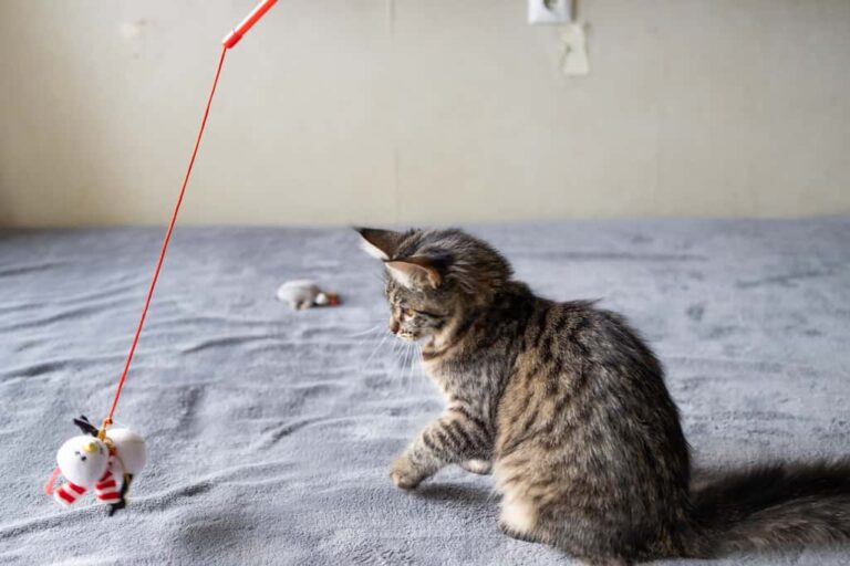neural development in 2 month old kittens