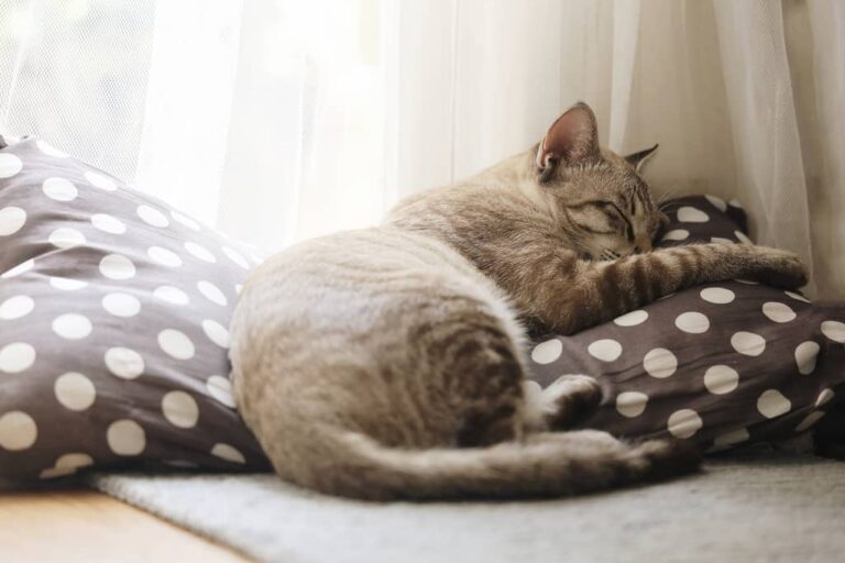 why do cat like pillows ? understanding behavirol spectrum