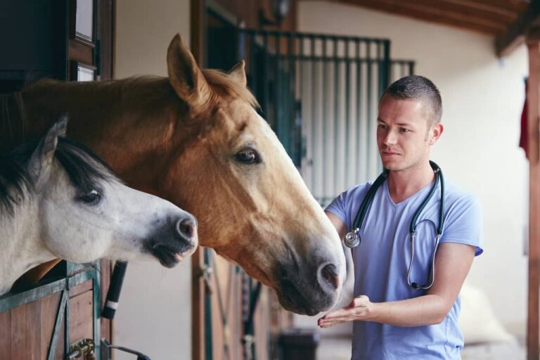 a black horse is being served by a passionate owner