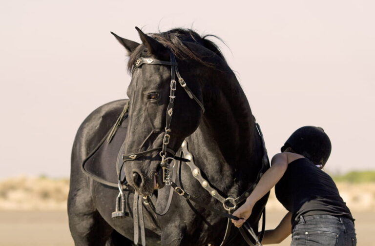 how to choose a horse feed? potential considerations.