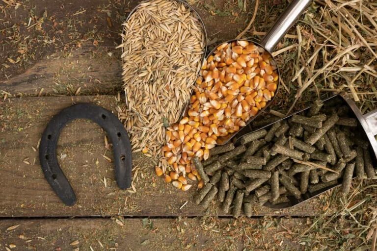 key products of dove feed.