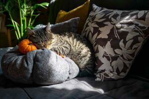 why do cat like pillows? Behavioral spectrum