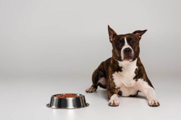 best dog food for pitbull puppies.