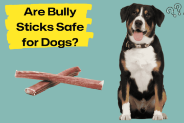Are Bully Sticks Safe for Dogs?