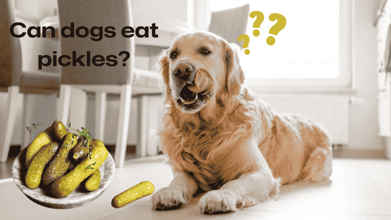 Can dogs eat pickles?