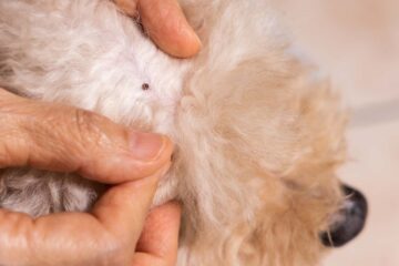 How To Get Ticks And Fleas Off From pets