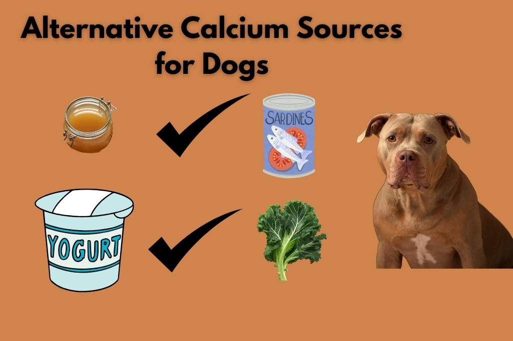 Alternative Calcium Sources for Dogs.