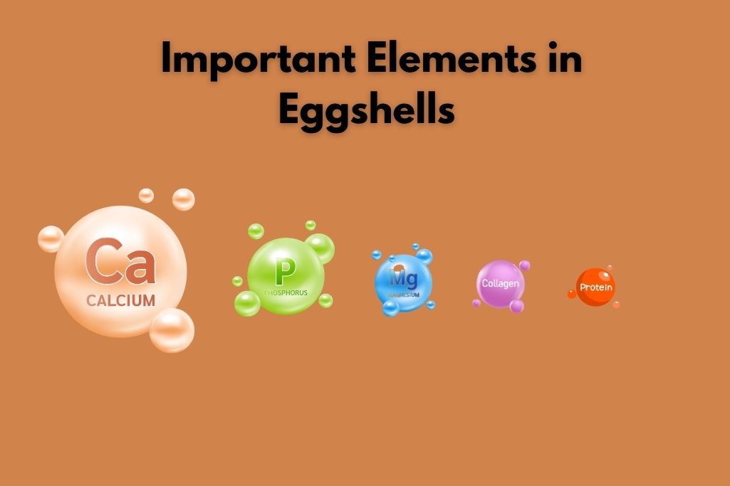 Are Eggshells Safe for Dogs?