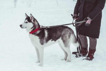 Are leashes safe for huskies outside?