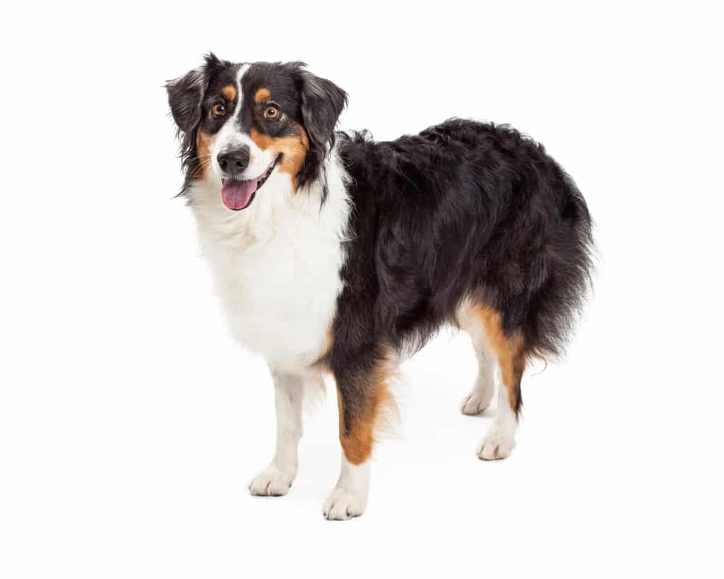 Australian Shepherd's Temperament.