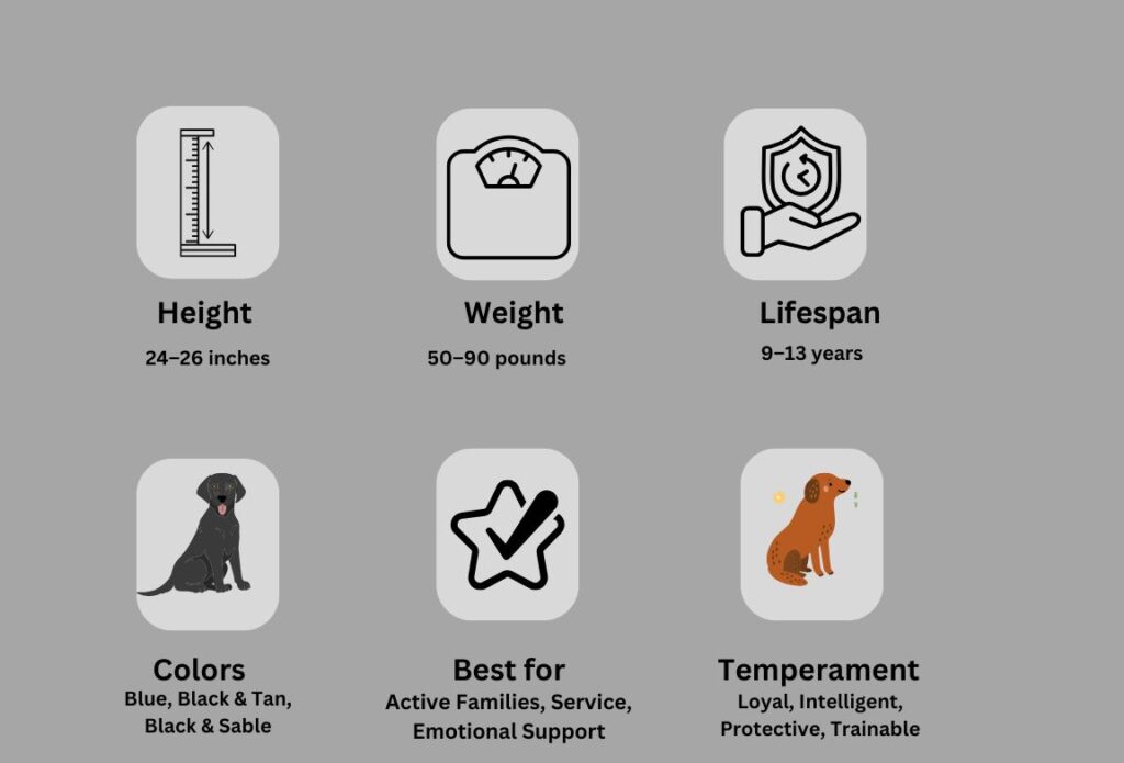 Blue German shepherd breed overview