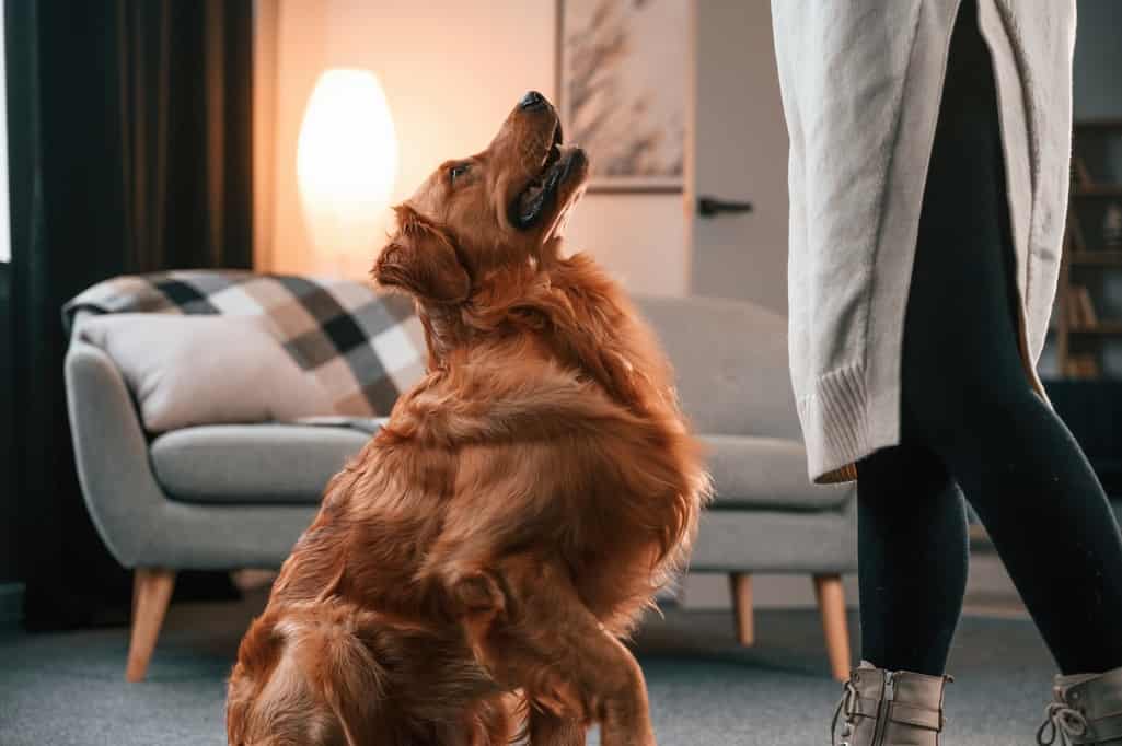 Can Deaf German Shepherds Live a Normal Life?