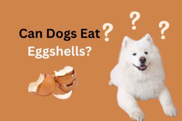 Can Dogs Eat Eggshells?