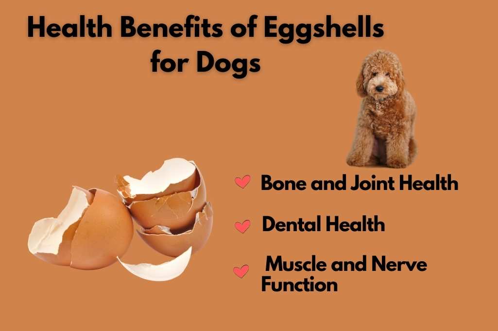 Health Benefits of Eggshells for Dogs.