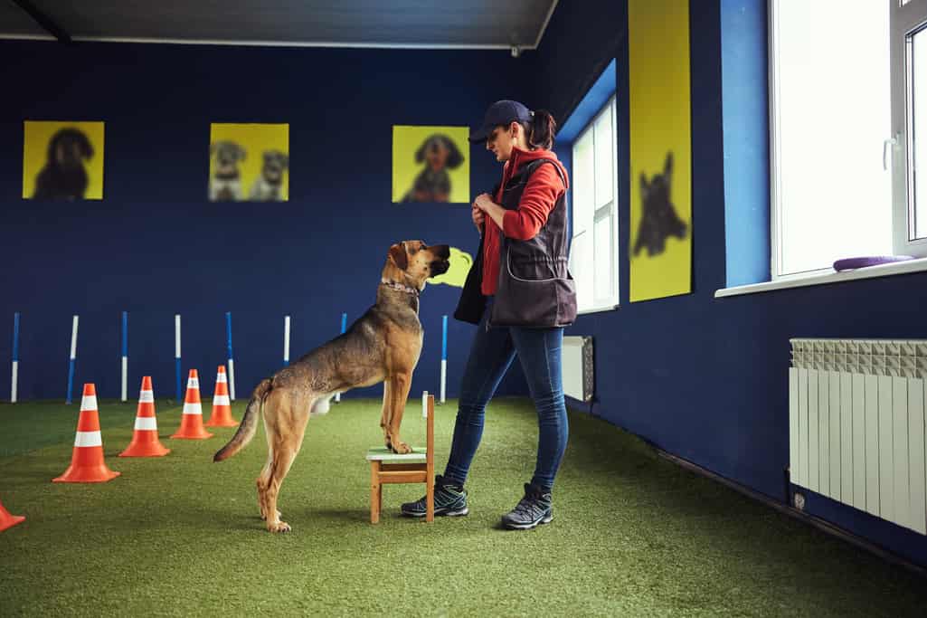 How to Care for a Deaf German Shepherd?
