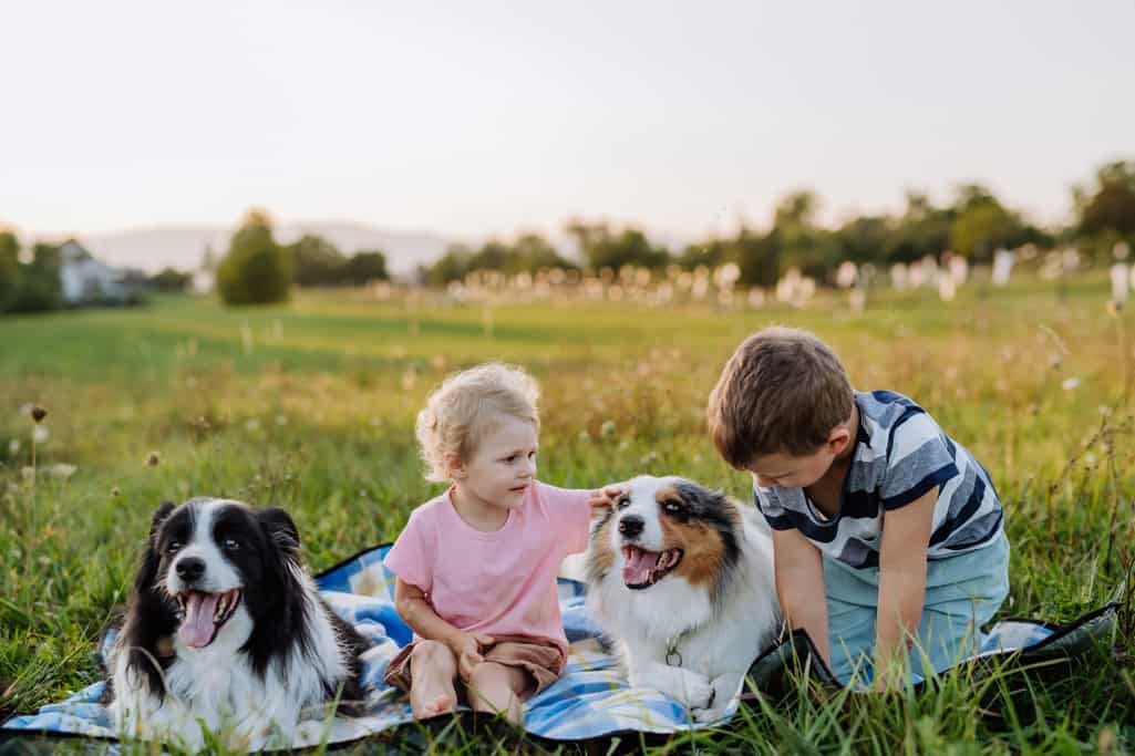 Pros of Having an Australian Shepherd with Kids