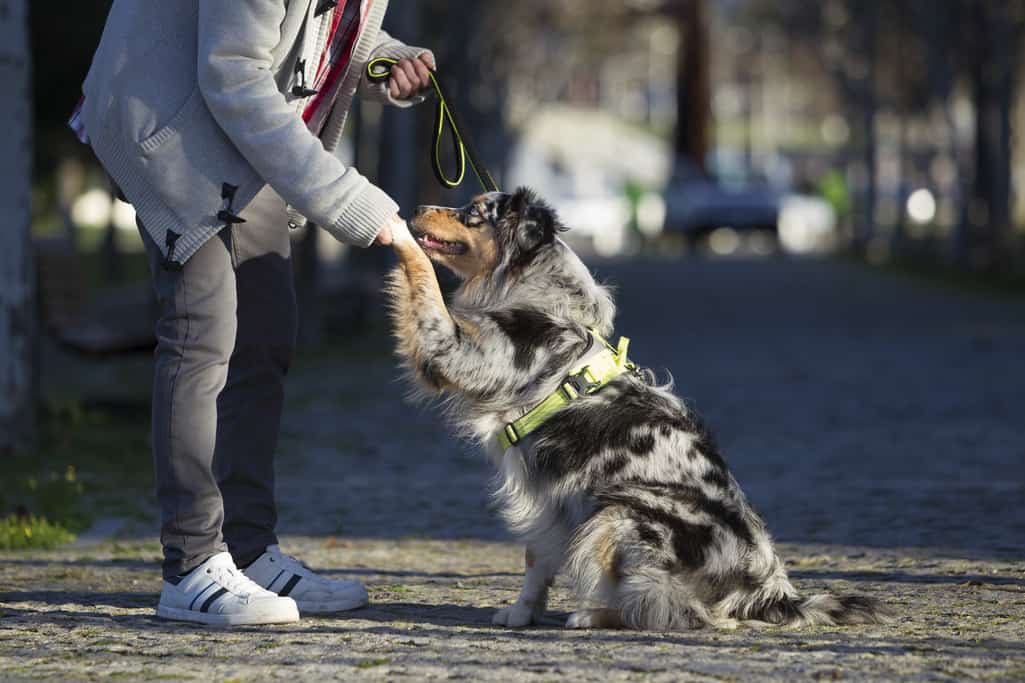 Training and socialization of White Australian shepherd