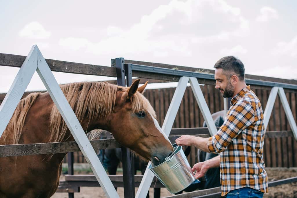 What Should Horses Eat?