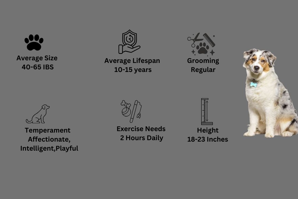 White Australian Shepherd breed Snapshot