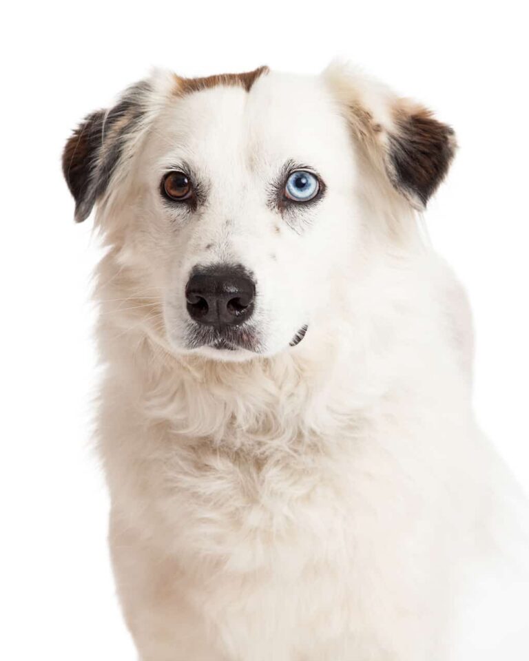 White Australian shepherd