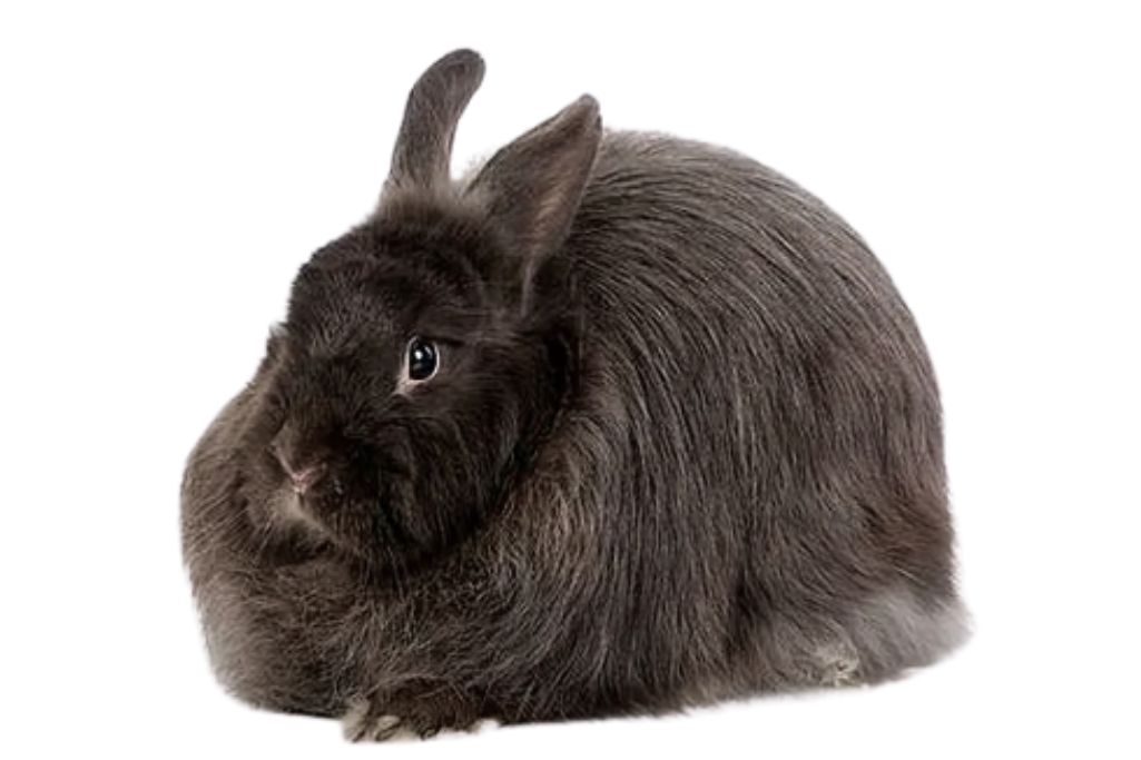 Swiss Fox Rabbit