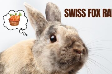 Swiss fox rabbit